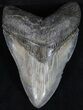 Huge, Serrated Megalodon Tooth - South Carolina #30660-1